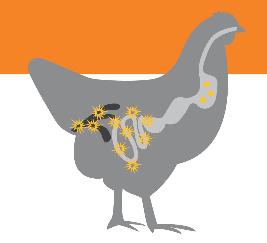 Diagram of a chicken's digestive system