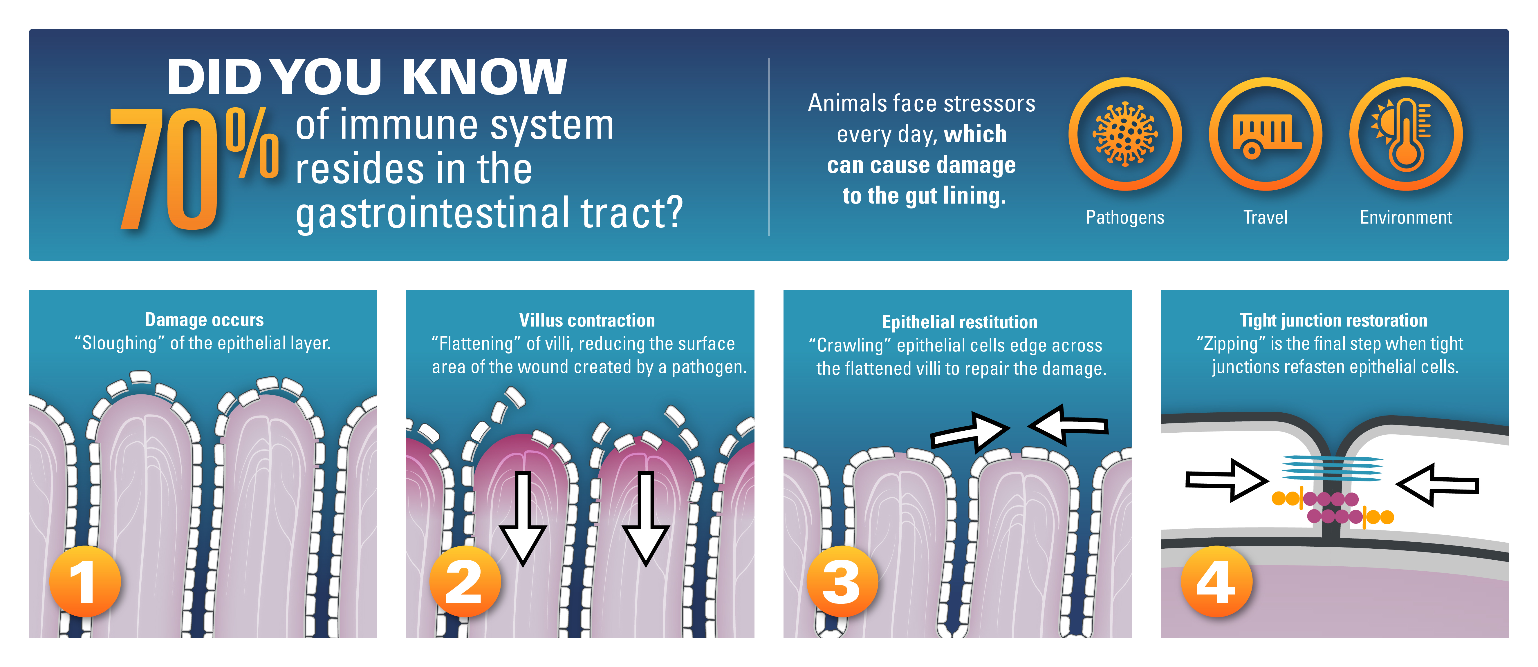 Immune System Diagram