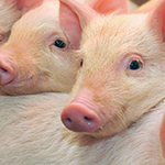 Pig laying down, next to another pig