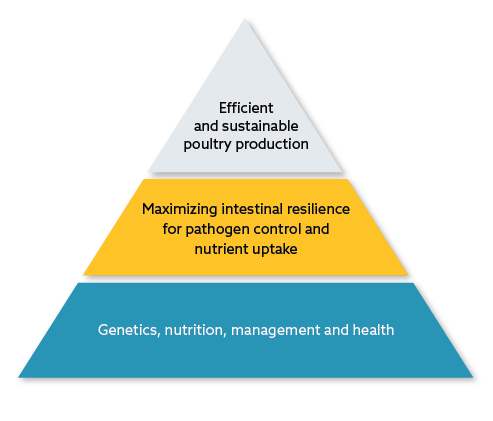 ENTEROSURE  Poultry producers’ hierarchy of needs