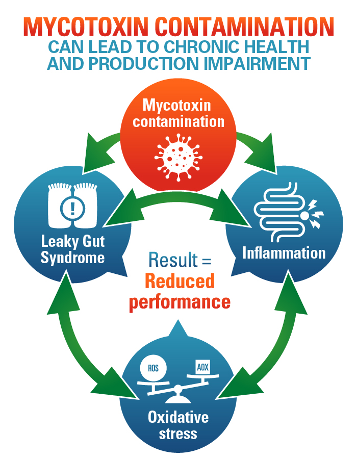 Mycotoxin Contamination Diagram