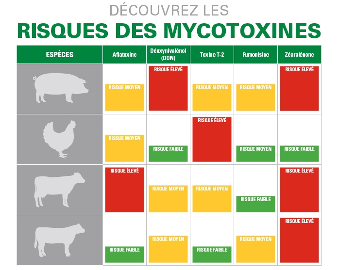 Son de Blé Bio aux Mycotoxines - Dangers Alimentaires
