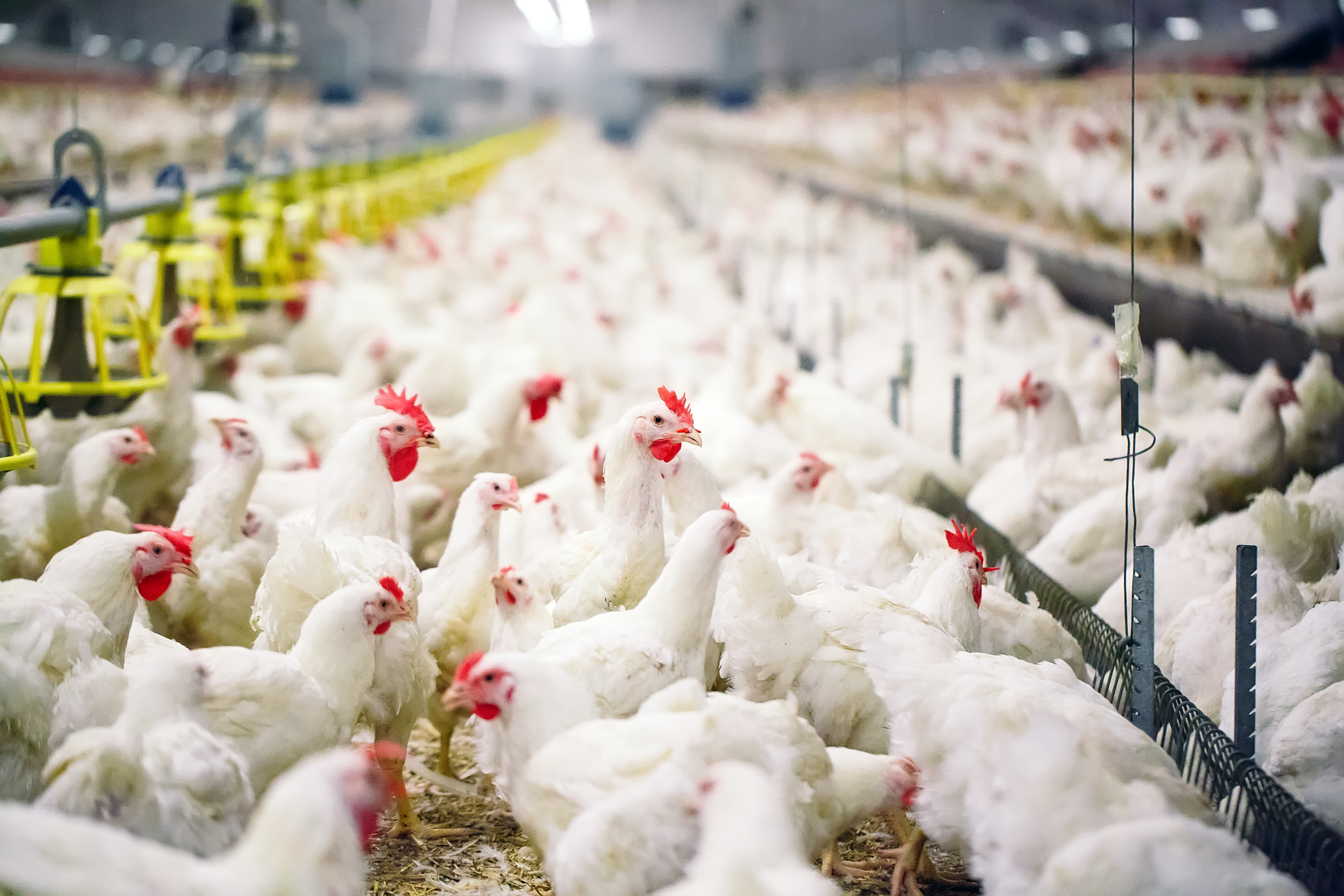 Poultry Gut Health Resources | Kemin Industries USA