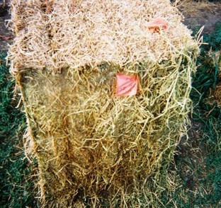 Hay bale untreated by a preservative with extensive drying damage