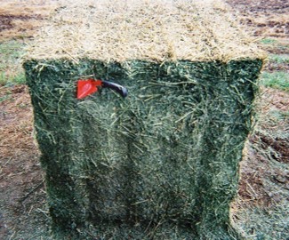 Hay bale treated with a preservative with moderate drying damage