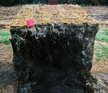 Hay bale untreated by a preservative with extensive heat damage