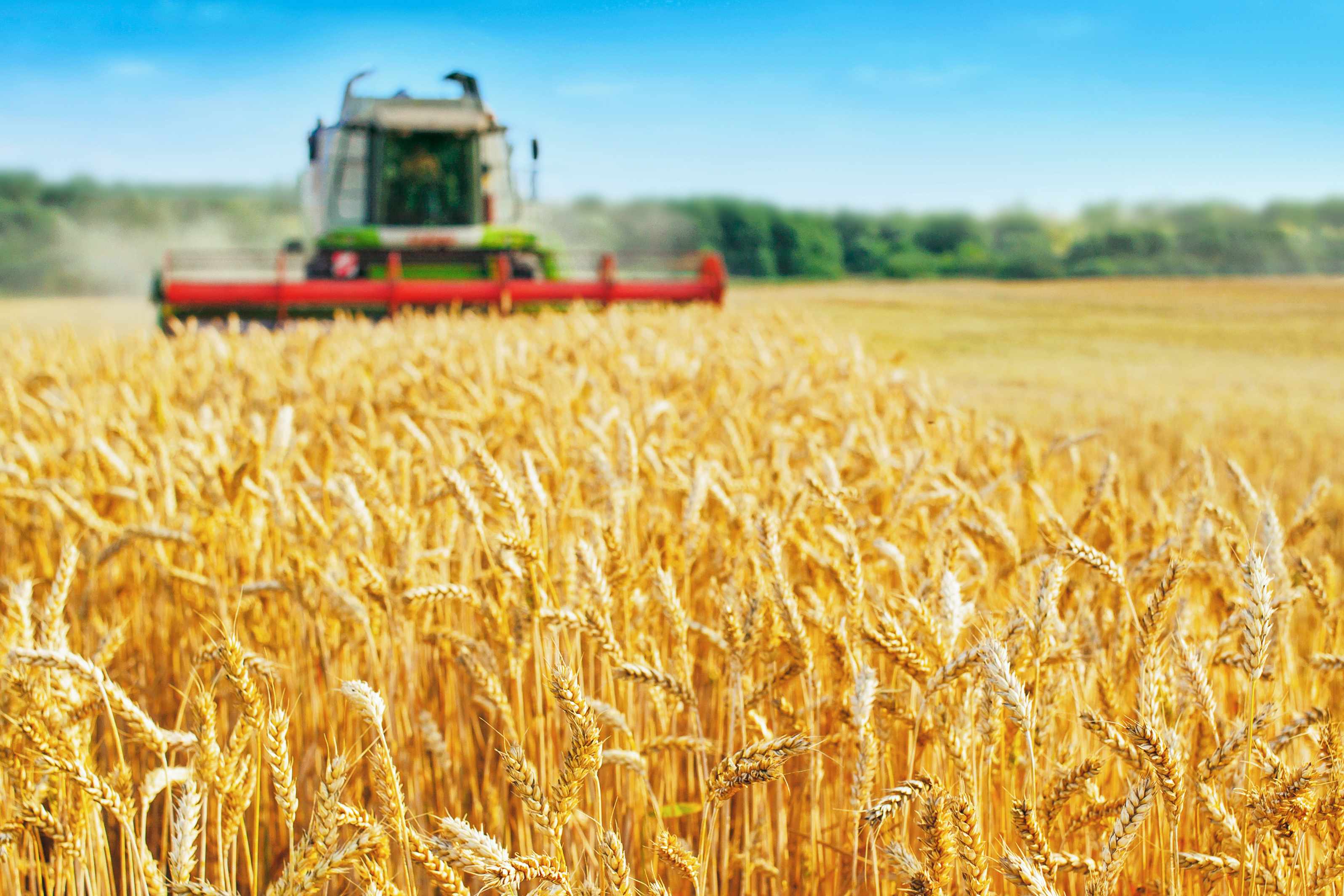 1244988253 Combine harvester harvests ripe wheat. agriculture 