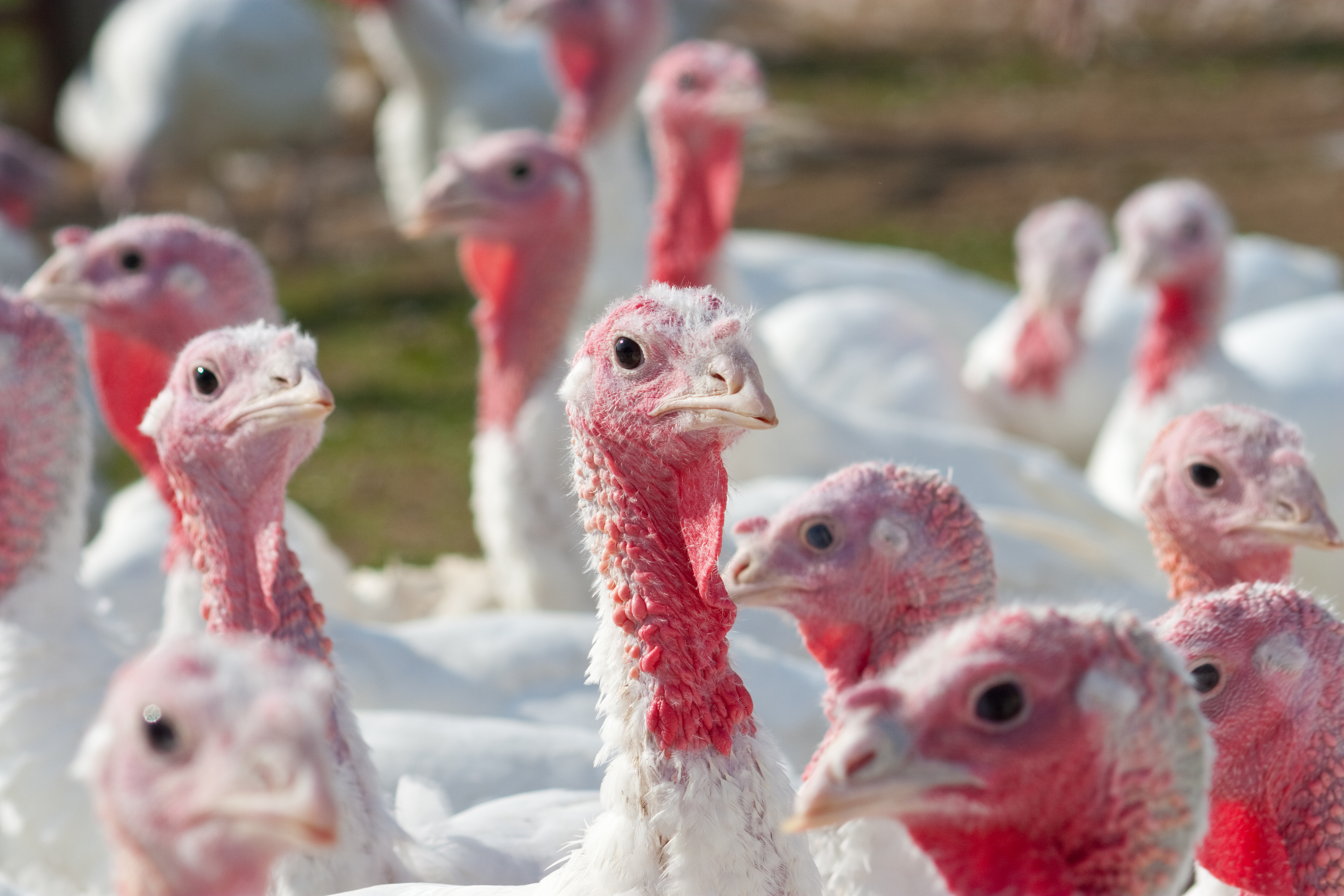 turkeys