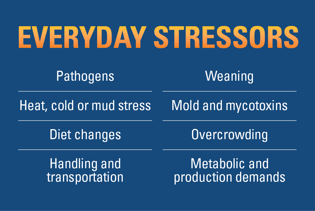 Everyday Stressors