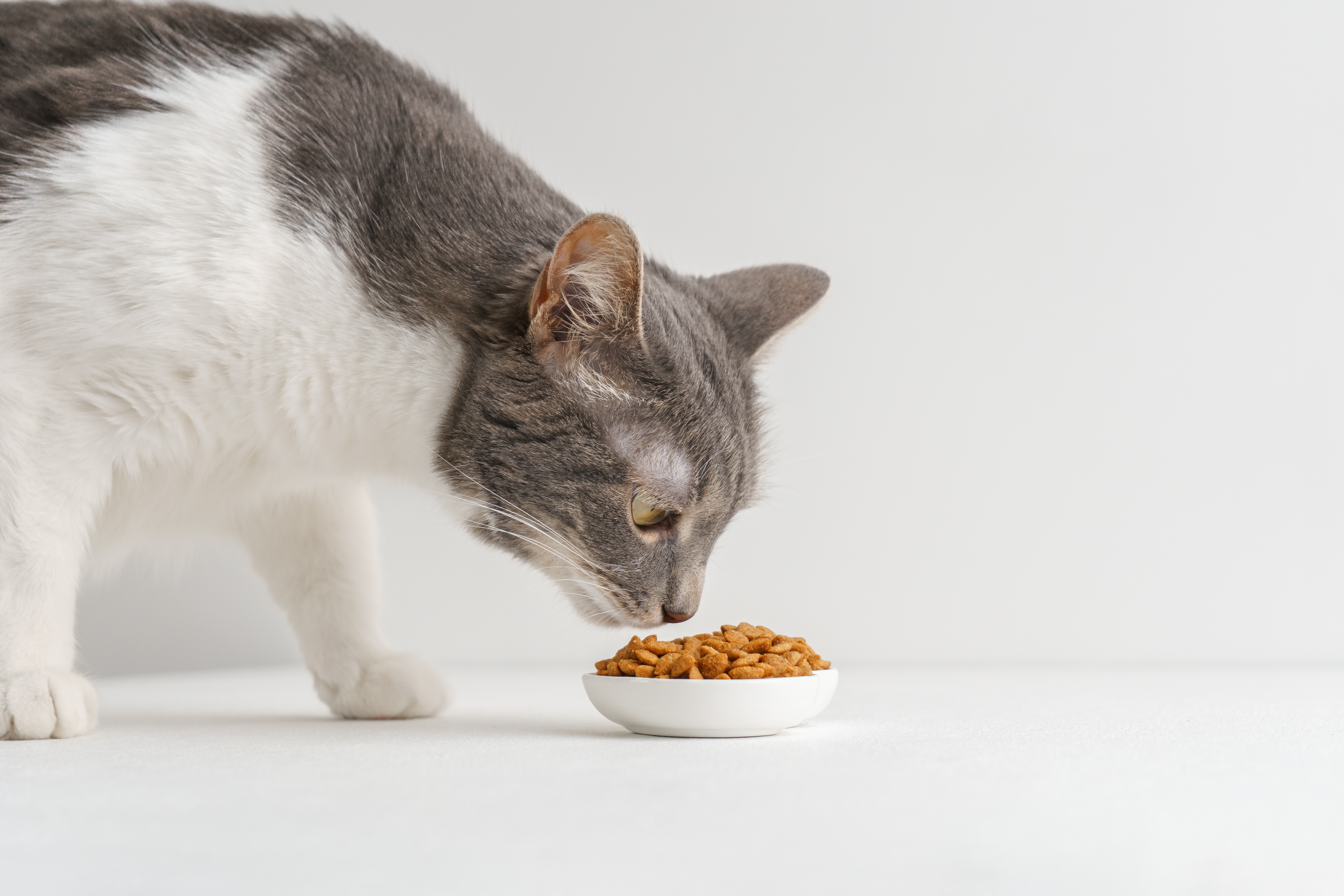 cat sniffing food